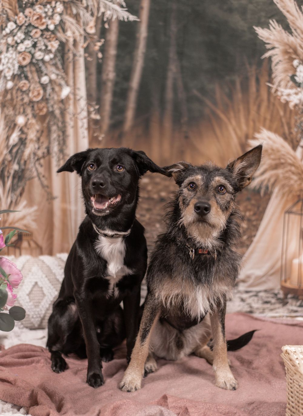 Two dogs, a black Lab mix and a scruffy terrier mix, pose together on a pink blanket before a boho floral backdrop.