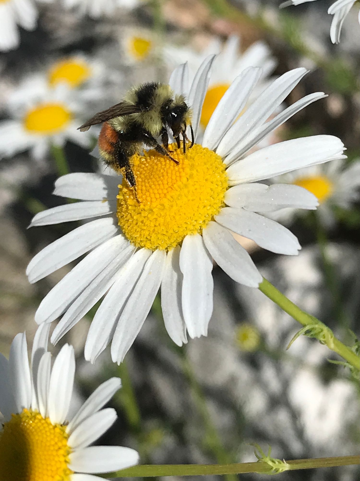 A white flower with a busy bee gathering pollen