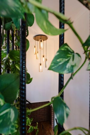 Modern pendant light fixture with multiple glass bulbs viewed through lush green plant leaves in an interior setting.