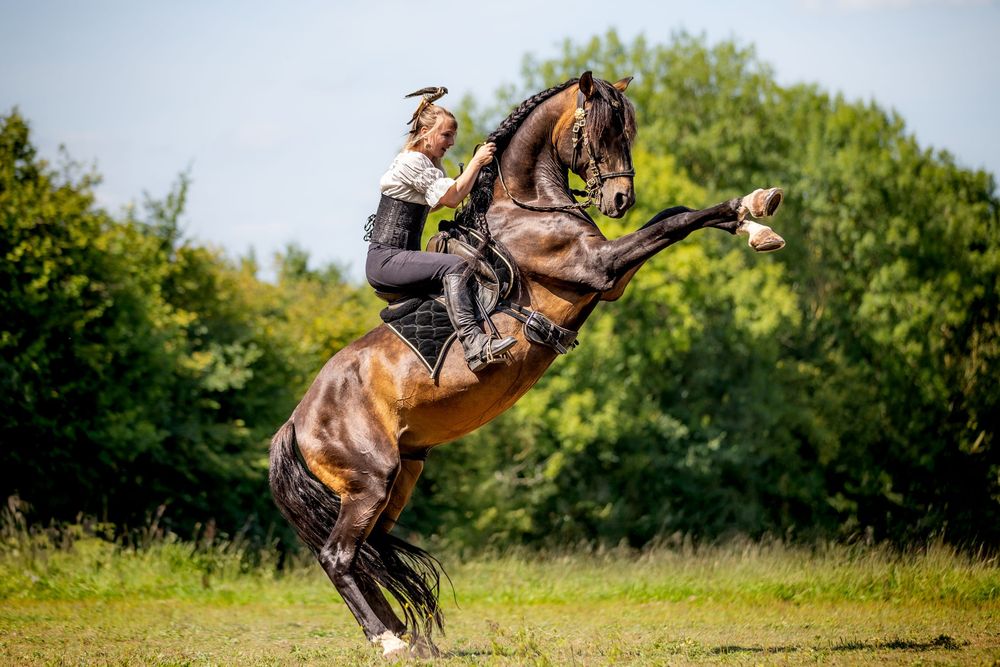 Photographe animalière