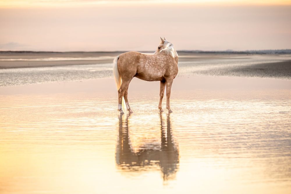 Photographe animalière