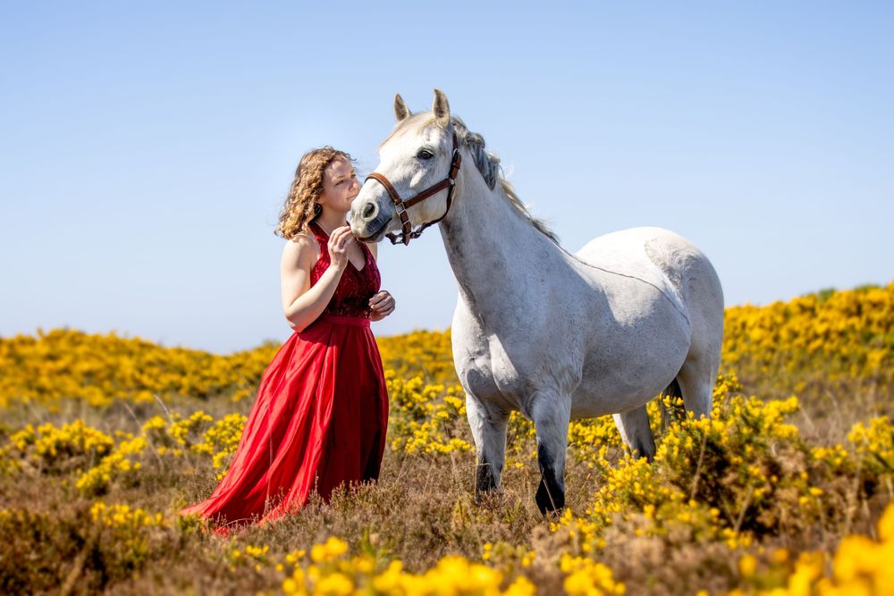Photographe Equin