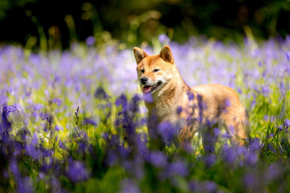 Photographe animalière