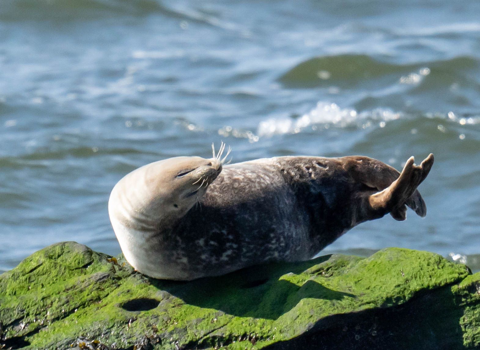 Seal lounging on a moss-covered rock by the ocean.