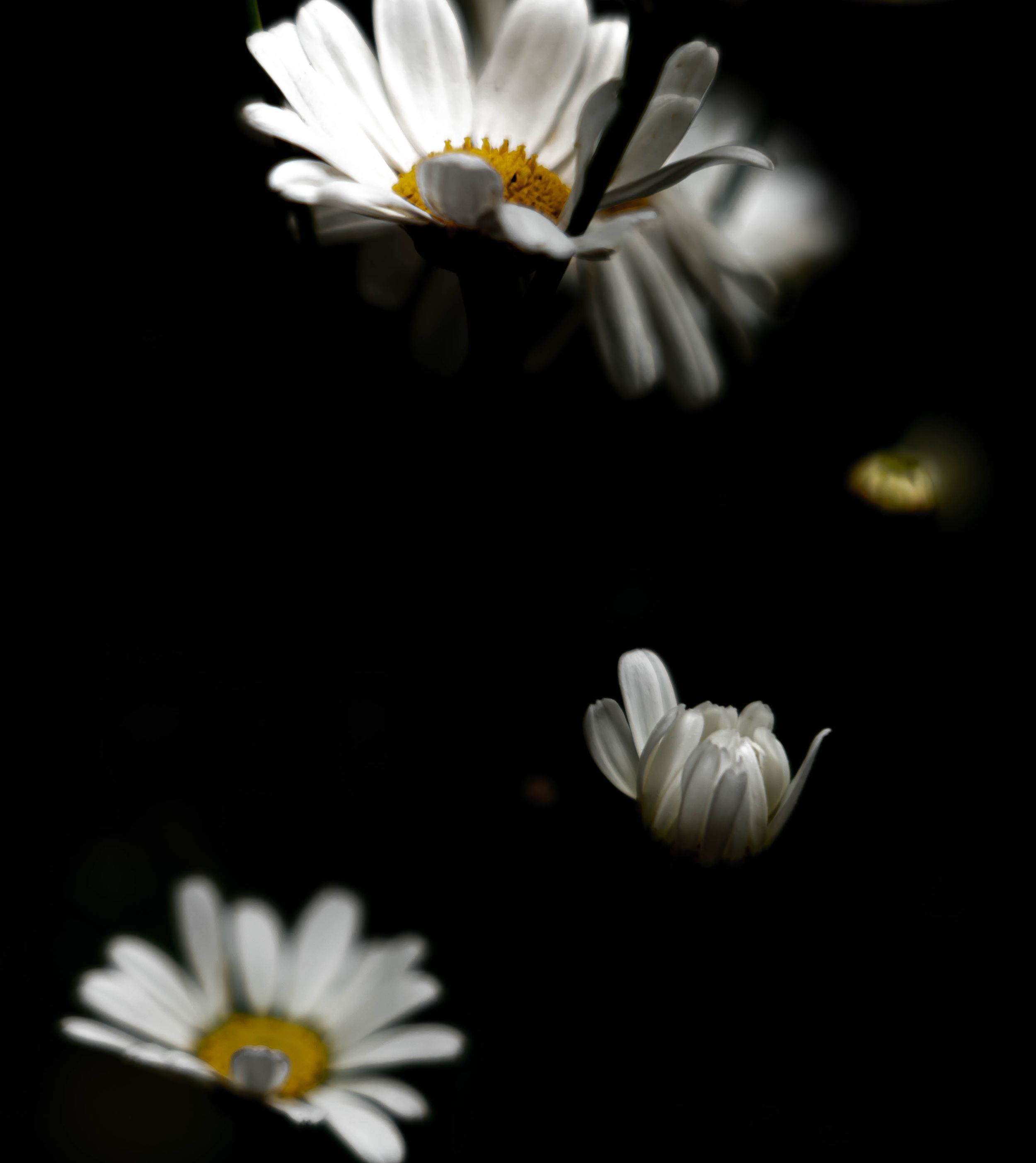 White daisy flowers with yellow centers against a dark background in artistic composition.