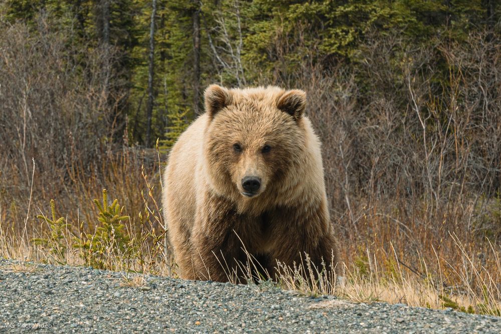 Photographe animalier à Sherbrooke en estrie