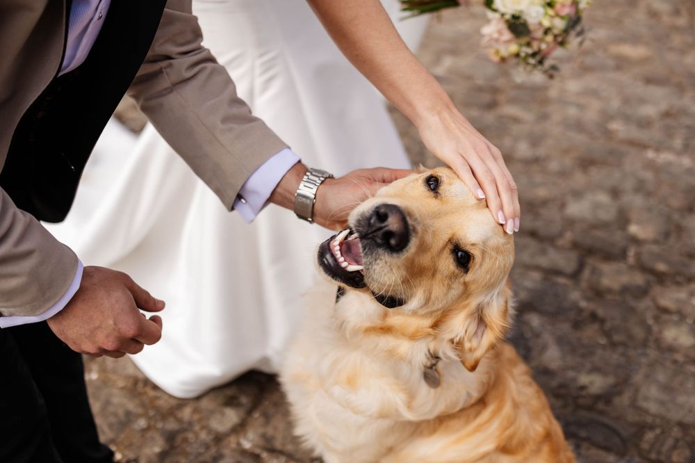 Meols Hall Wedding Photographer by Lynette Matthews Photography, dog petted by bride and groom. A wedding photographer who loves animals