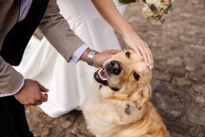 Meols Hall Wedding Photographer by Lynette Matthews Photography, dog petted by bride and groom. A wedding photographer who loves animals
