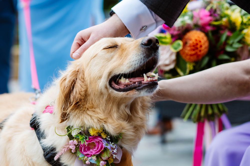 Happy Golden Retriever wearing floral collar being petted at The Aviary in Ormskirk.