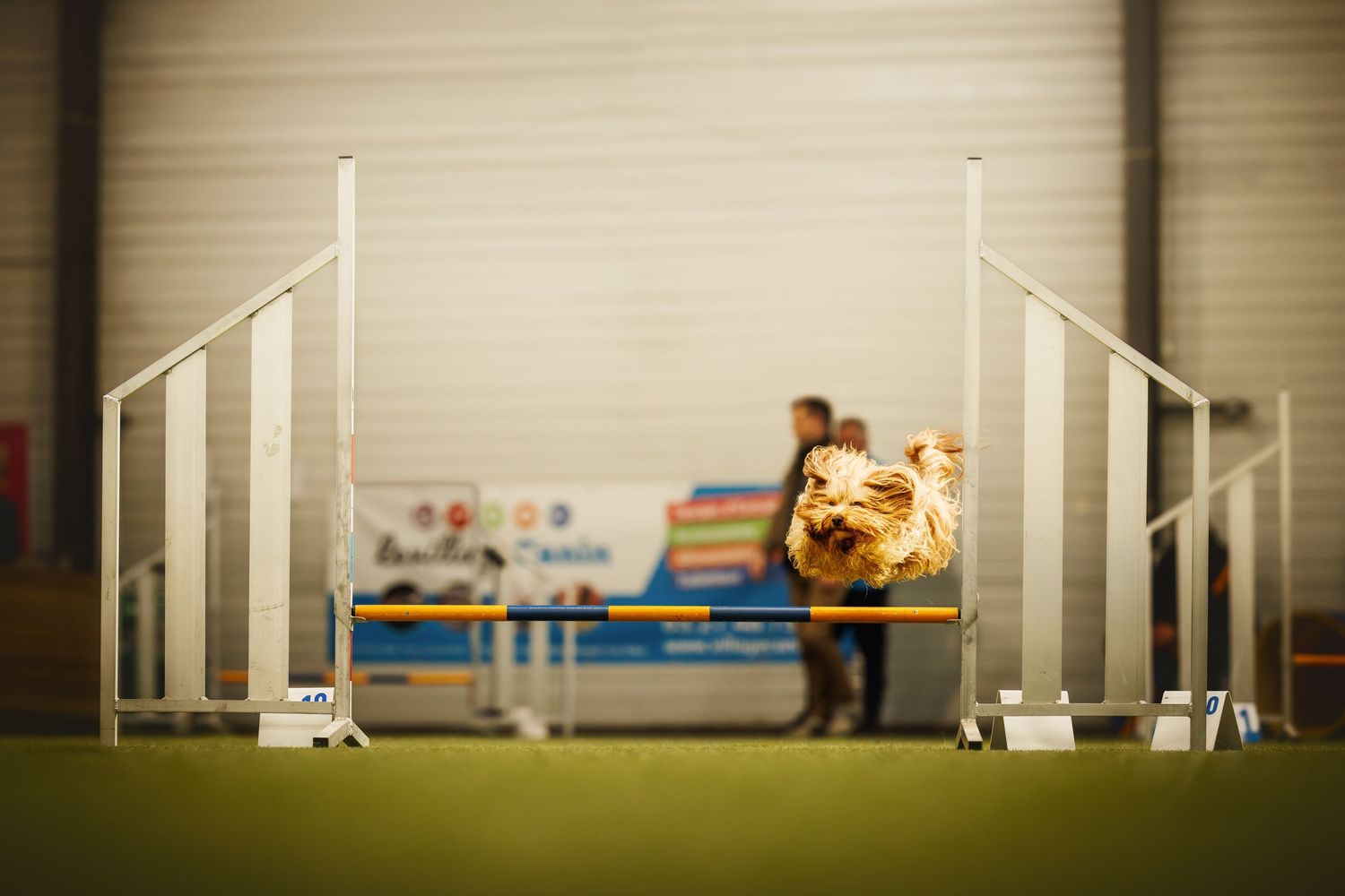 Dog running through agility course with white jump poles in indoor training facility.