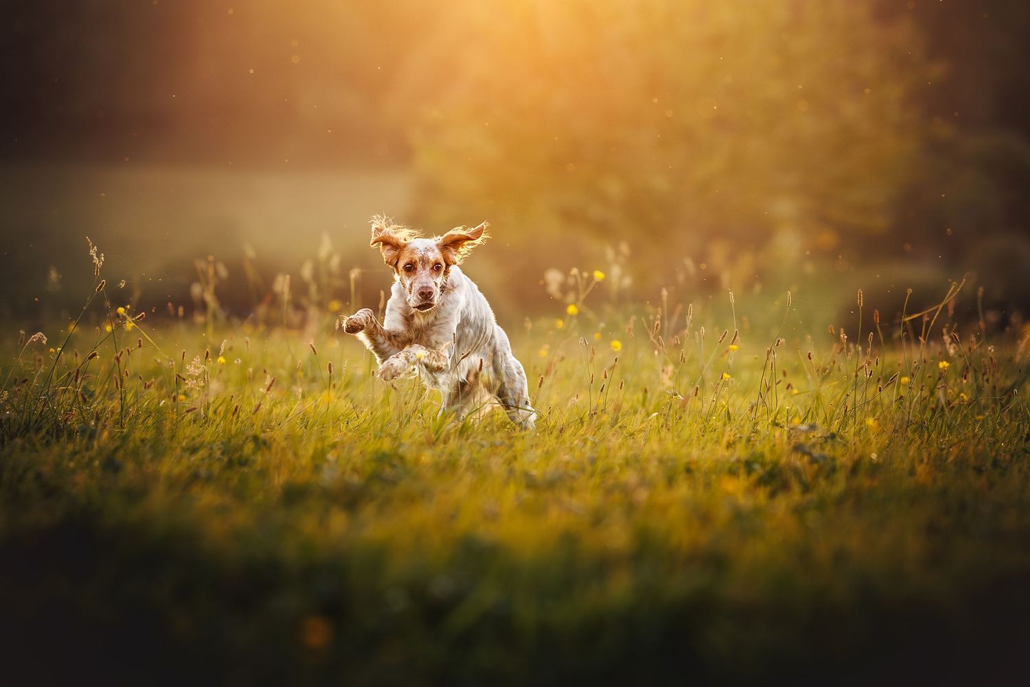 Jack Russell terrier puppy running through sunlit meadow grass.