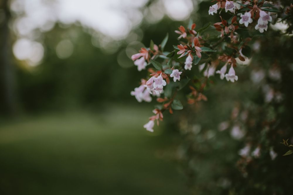 Close-up of delicate white blossoms on a shrub branch with soft green bokeh background in a garden setting.