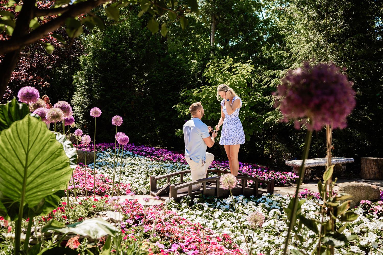Man proposing to woman in a colorful garden with purple allium flowers and pink blooms on a sunny day.