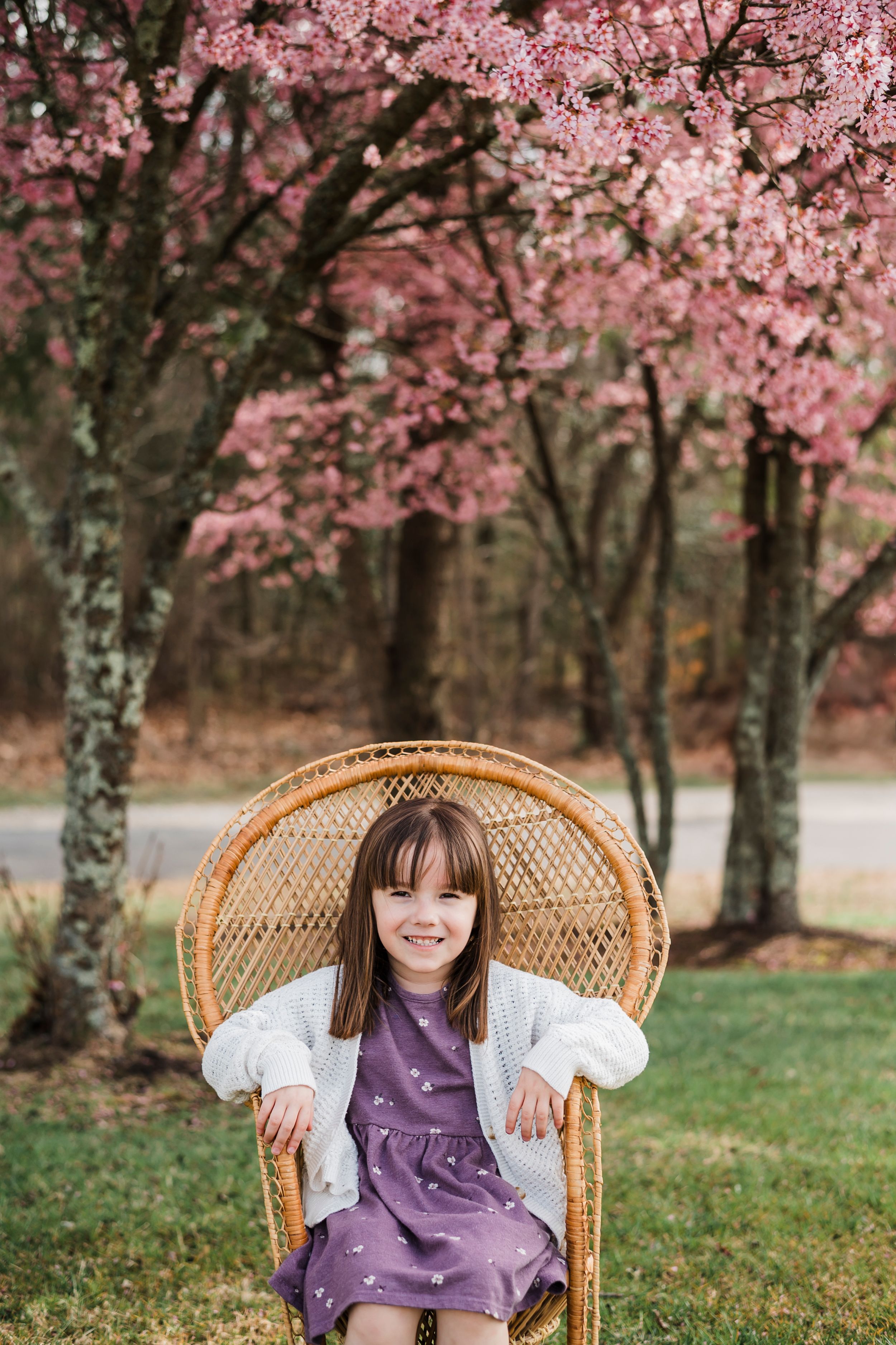 A peaceful spring scene with a wicker peacock chair beneath flowering cherry blossom trees.