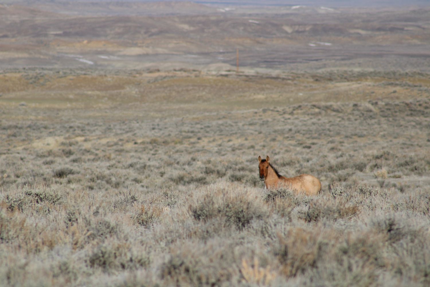 Mustang