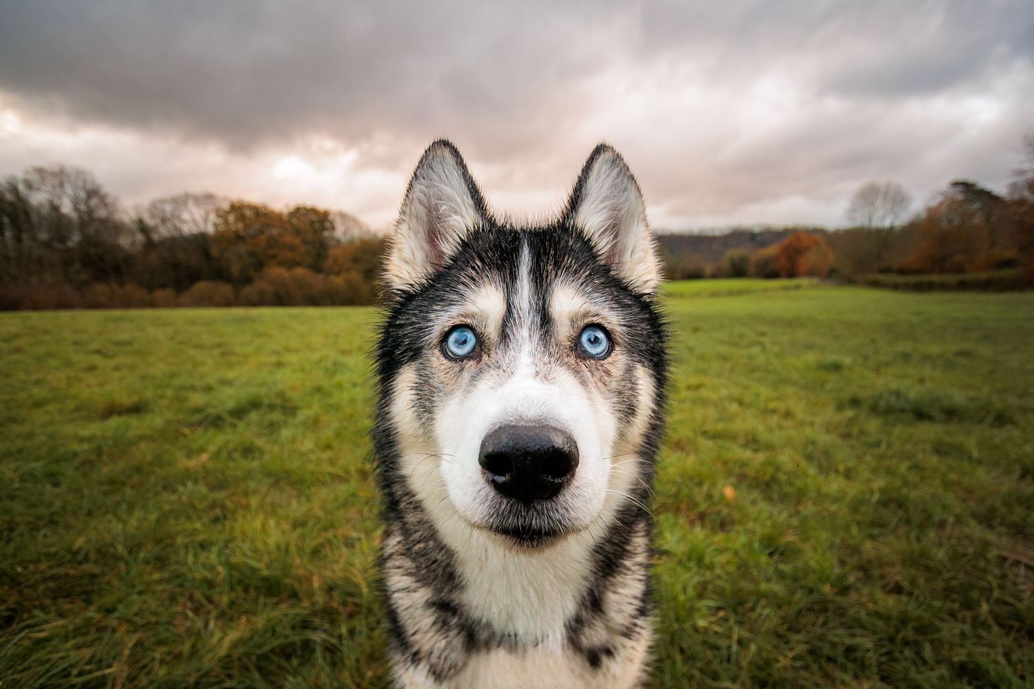 A close-up portrait of a Siberian Husky with striking blue eyes standing in a green field under dramatic cloudy skies.
