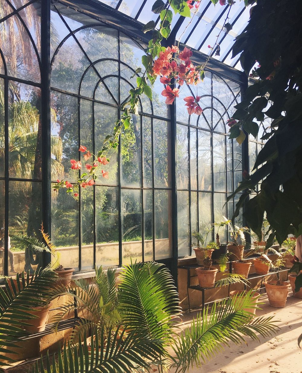 Sunlit interior of a vintage greenhouse with arched windows, terra cotta pots, climbing vines, and palm fronds casting shadows.