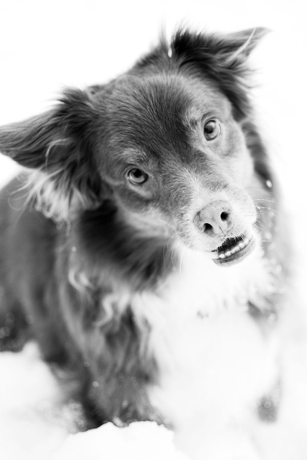 Monochrome australian shepherd dog sitting in a snow for pet photography in Connecticut.