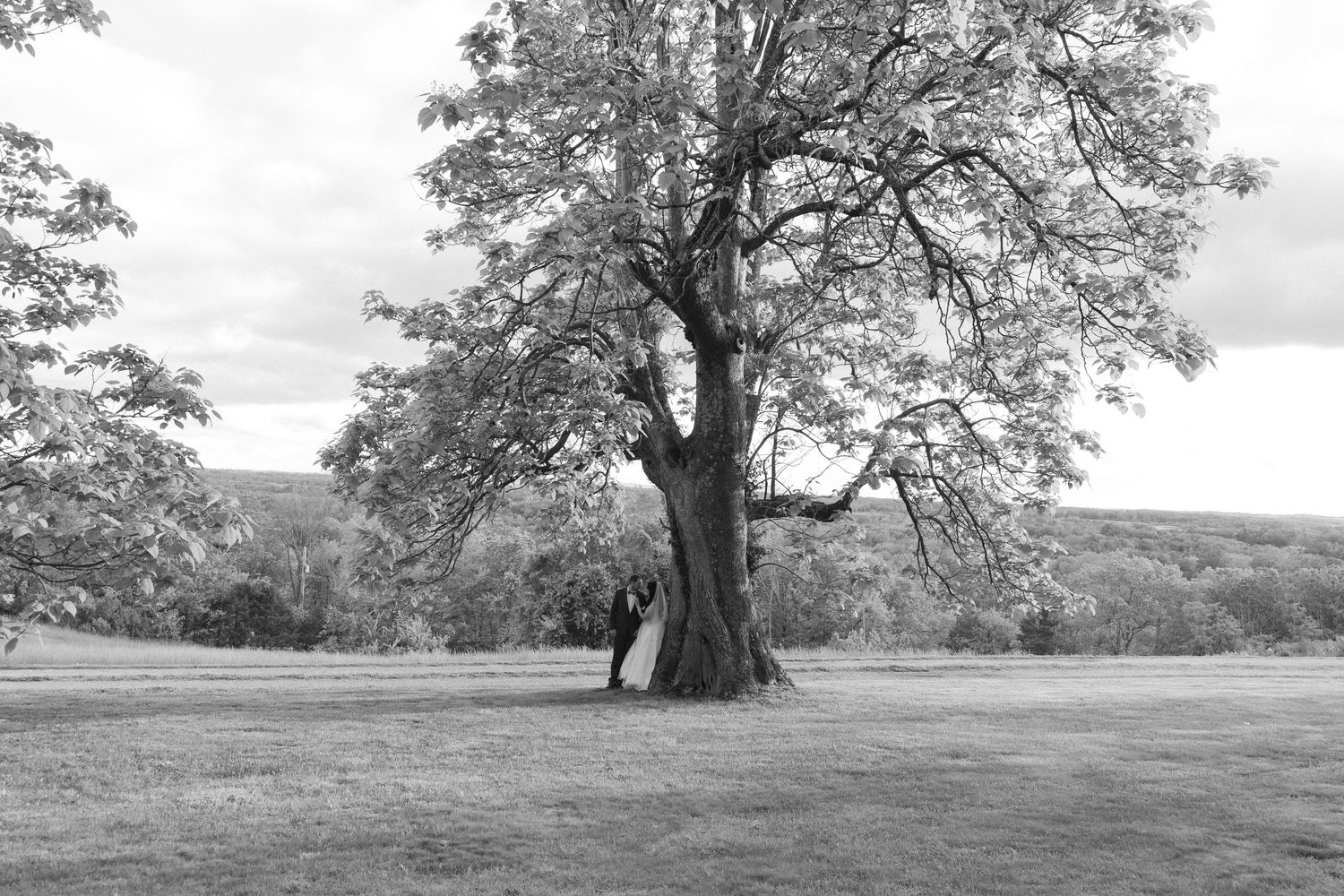 A majestic old tree stands alone in a grassy field on a cloudy day, captured in black and white photography.