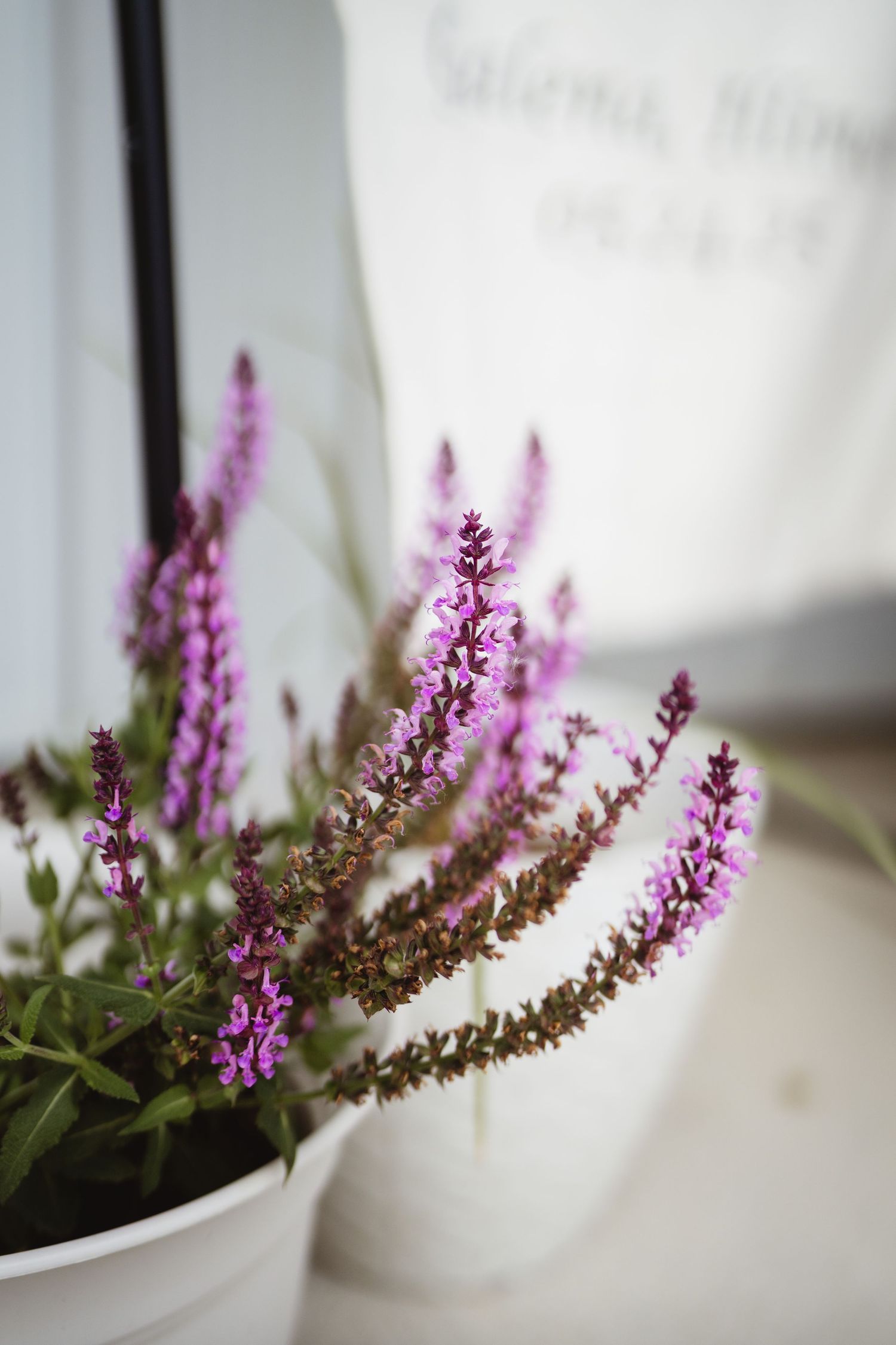A potted lavender plant with delicate purple blooms sits in a white container against a light background.