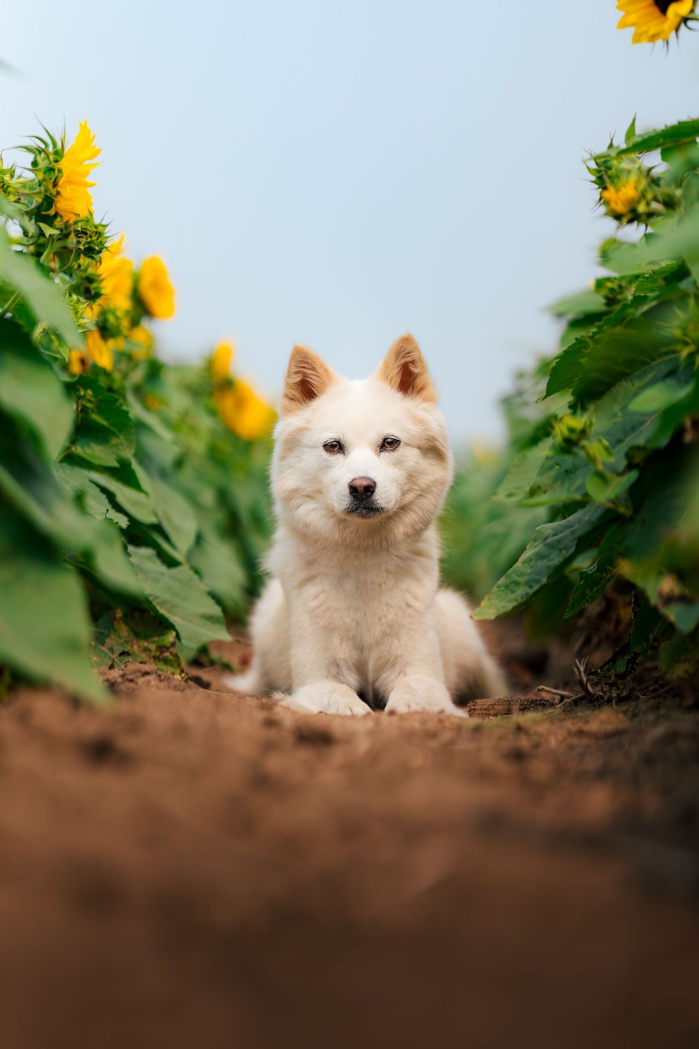 Studio Jindo pet photography sunflower field