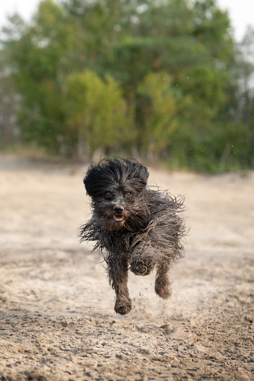 Studio Jindo pet photography