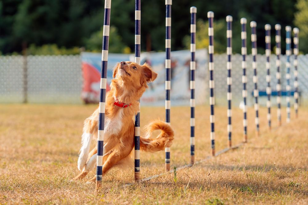 Studio Jindo pet photography