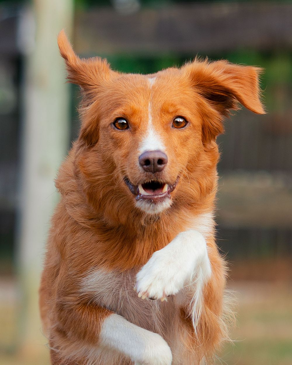 Studio Jindo pet photography