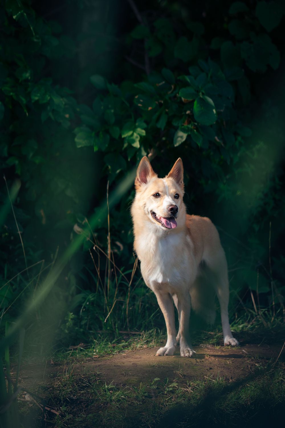 Studio Jindo pet portrait photography