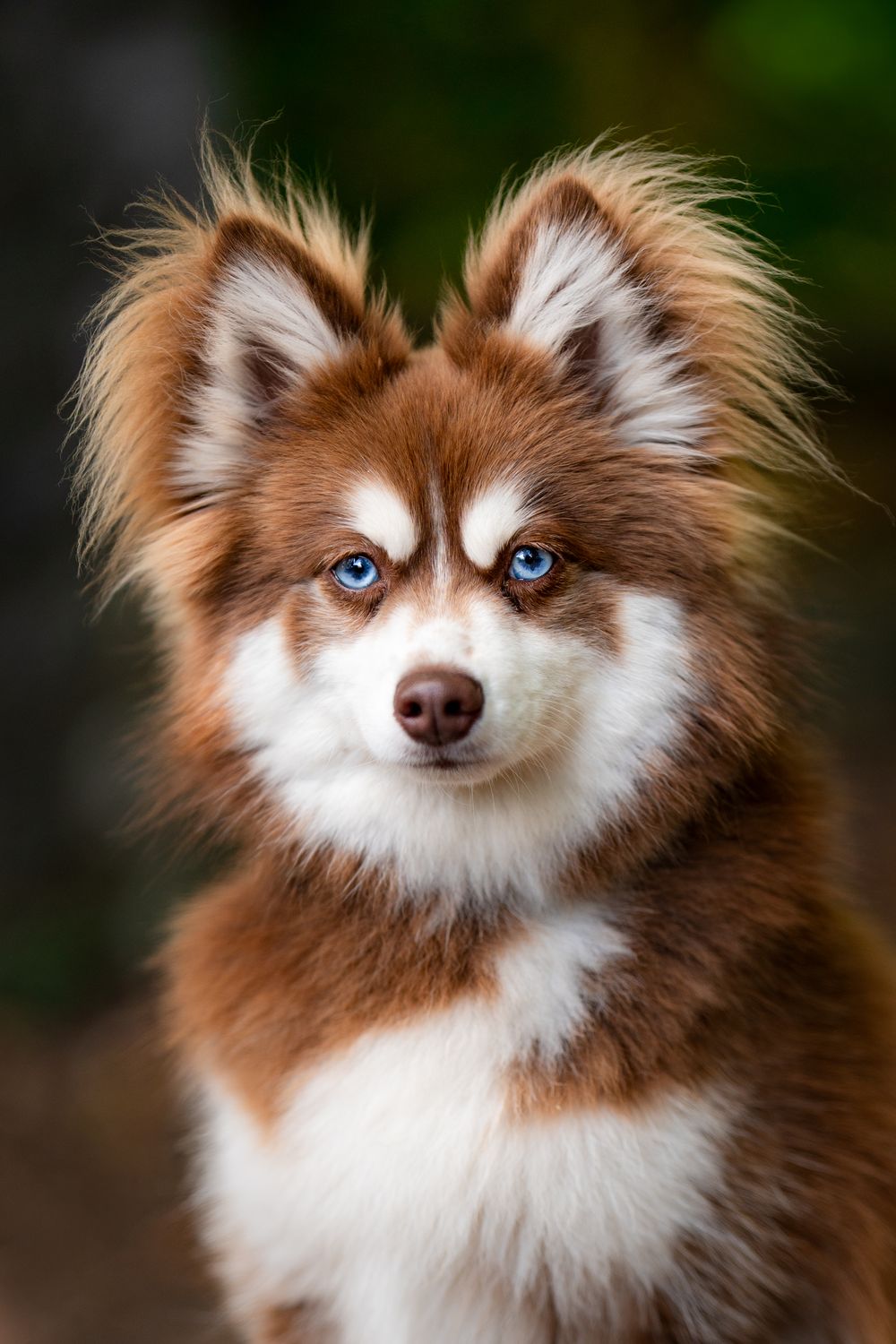Studio Jindo pet portrait photography