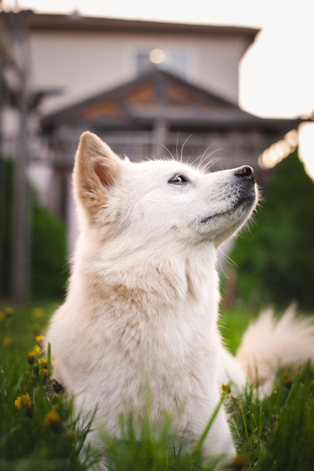 Studio Jindo pet photography