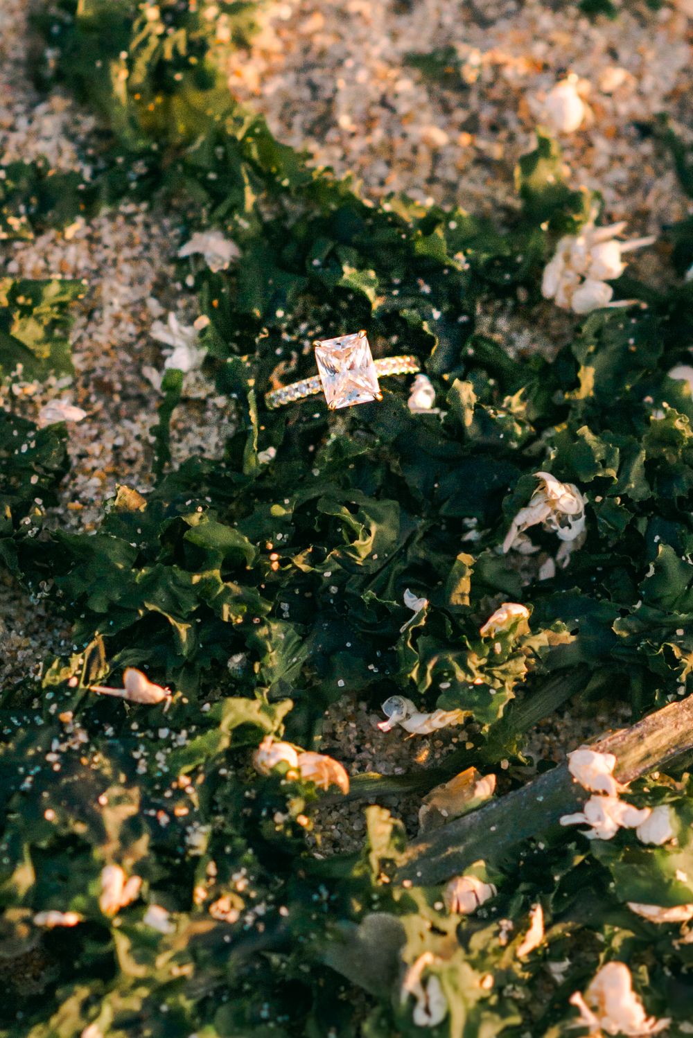 A sparkling engagement ring nestled among seaweed and sand.