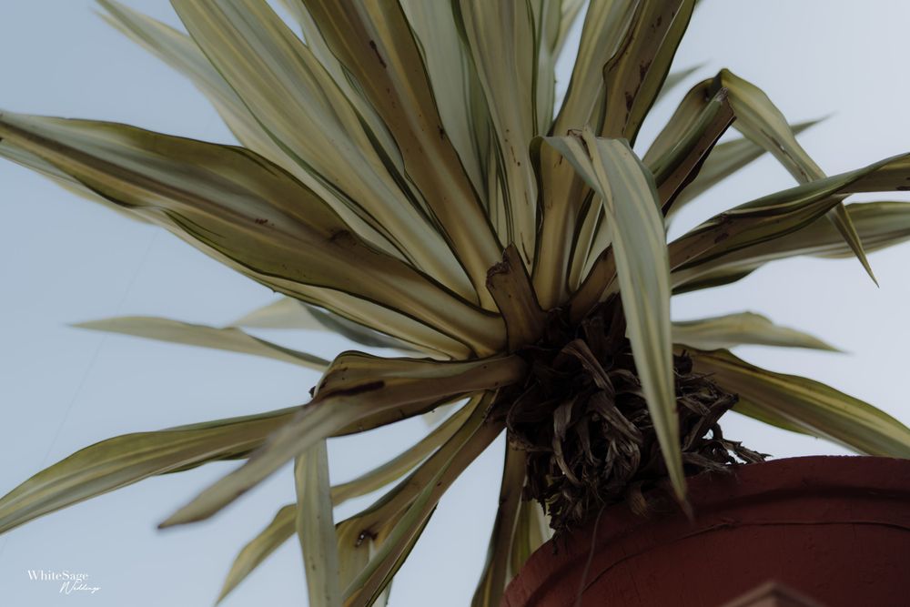 Close-up of dried palm fronds in a terracotta pot against a neutral background.
