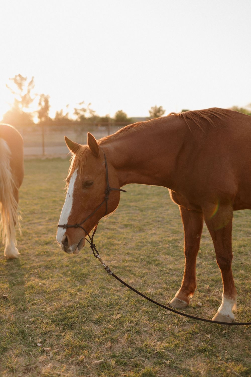 Brown horse with white blaze grazing in golden sunlight on grassy field.