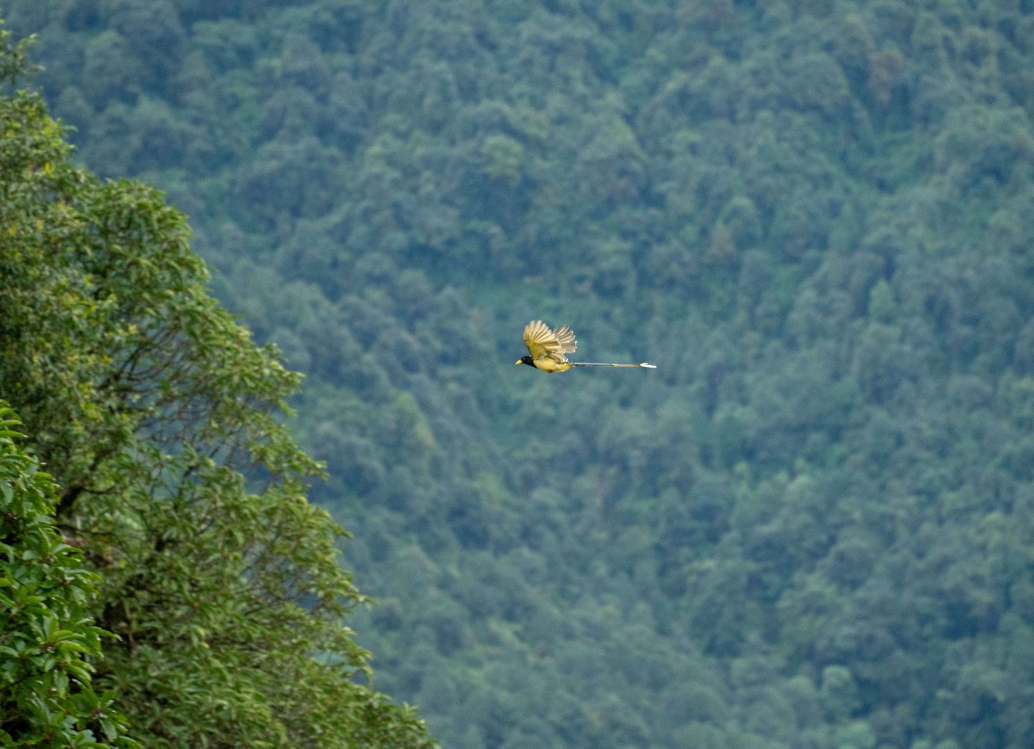 Lush green mountain landscape with forest covered slopes.