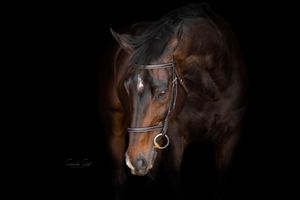 A dark bay horse with bridle emerges from black background in dramatic low key studio portrait.
