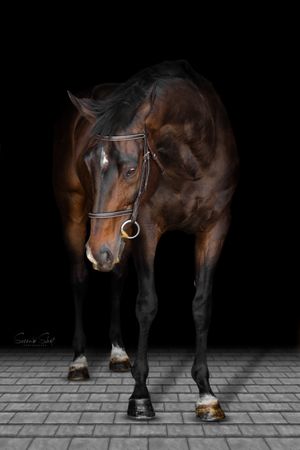 Dark bay horse with white socks and bridle photographed against black background standing on textured ground.