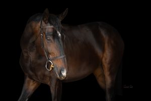 A majestic dark bay horse wearing a bridle poses against a black background in dramatic studio lighting.