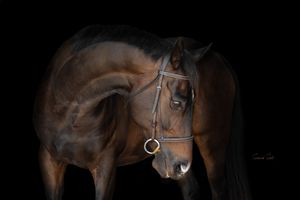 A majestic brown horse with a leather bridle poses against a dramatic black background in a studio portrait.