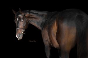 A majestic bay horse with bridle stands against a dramatic black background in a studio portrait.