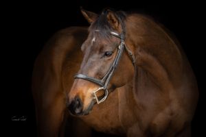 A beautiful bay horse with a leather bridle poses against a dark background in a professional studio portrait.