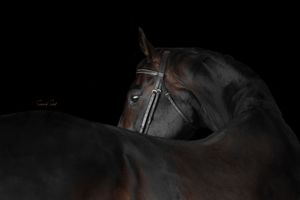 A dark horse stands in dramatic lighting against a black background showcasing its elegant profile and bridle.