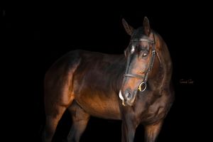 Bay horse with bridle standing against black background in dramatic studio lighting.