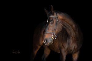A majestic bay horse standing against a dark background, illuminated dramatically to highlight its noble profile and leather bridle.