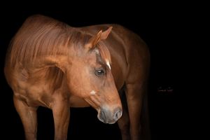 A chestnut horse stands against a dark background in a dramatic studio portrait showing its refined profile.