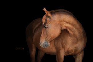 A chestnut colored horse poses majestically against a black background, showcasing its elegant profile.