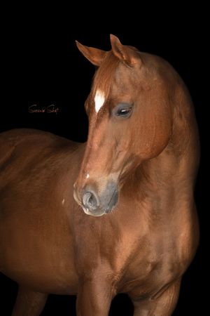 Beautiful chestnut horse with a white blaze marking poses elegantly against a dark background in a stunning portrait shot.
