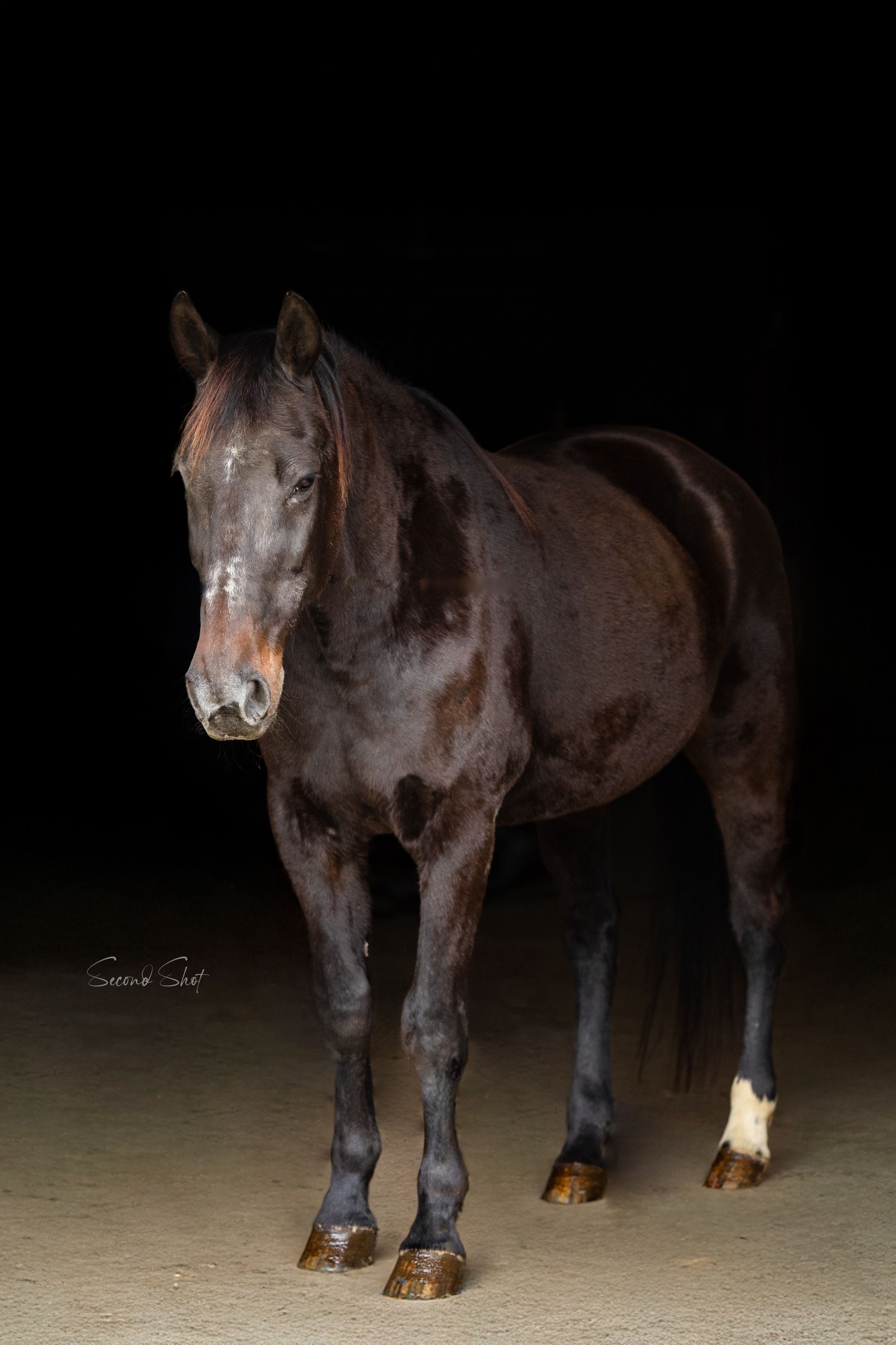 A dark brown horse stands against a black background in a professional studio portrait photograph.