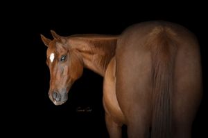 A chestnut colored horse with a white blaze stands in profile against a dramatic black background.