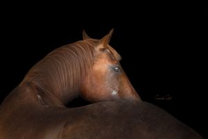 Close-up profile view of a chestnut horse's head and neck against a dark background.